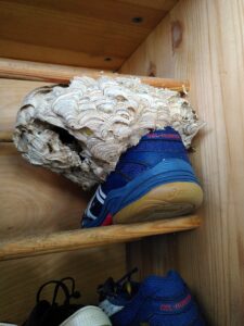 Nest im Schuh - Gewöhnliche Wespe